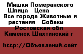 Мишки Померанского Шпица › Цена ­ 60 000 - Все города Животные и растения » Собаки   . Ростовская обл.,Каменск-Шахтинский г.